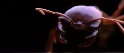 Des-fourmis-tueuses-planete-tv
